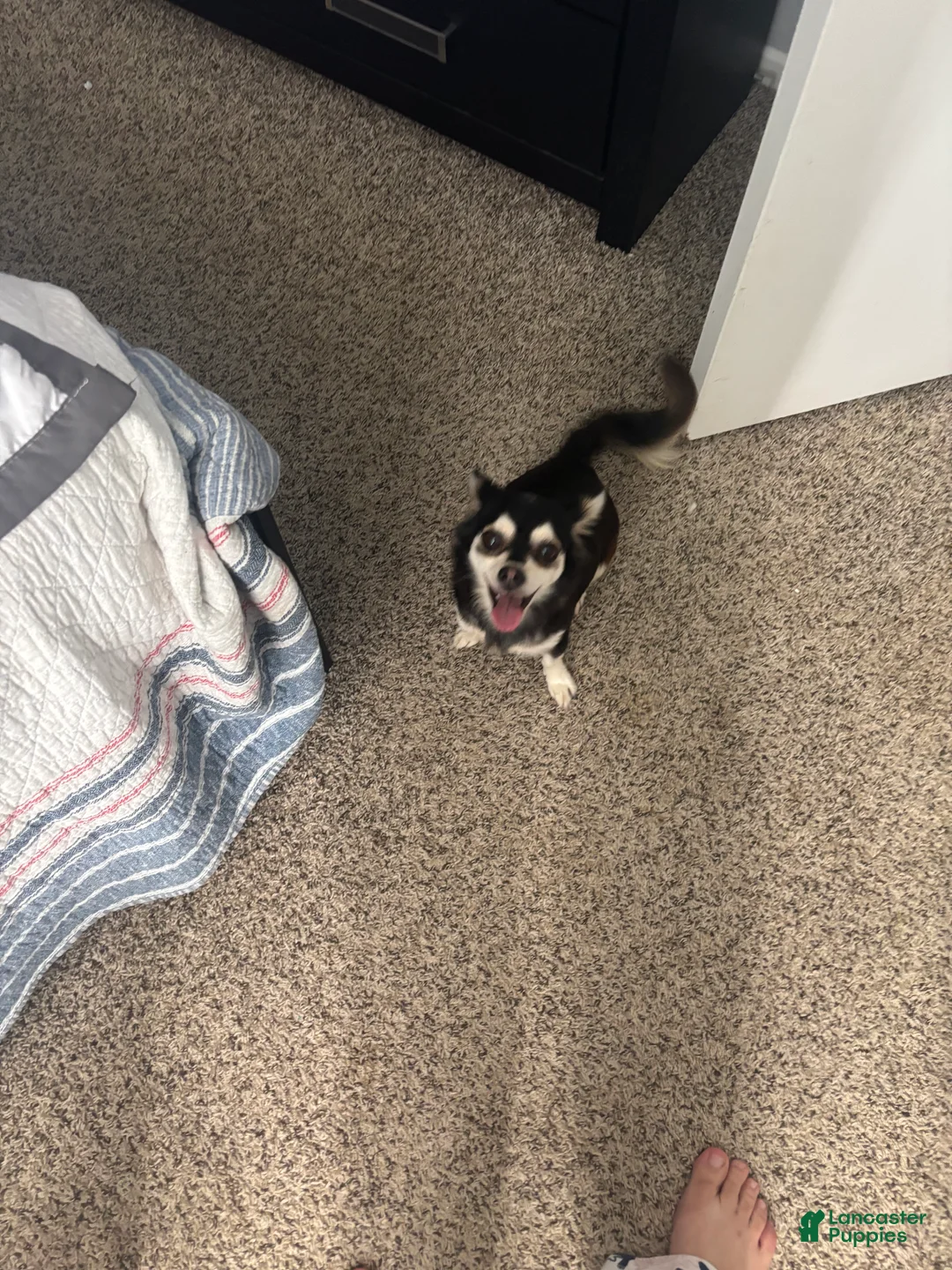 Chihuahua dogs for sale: Urgent read  1 - Ad 3