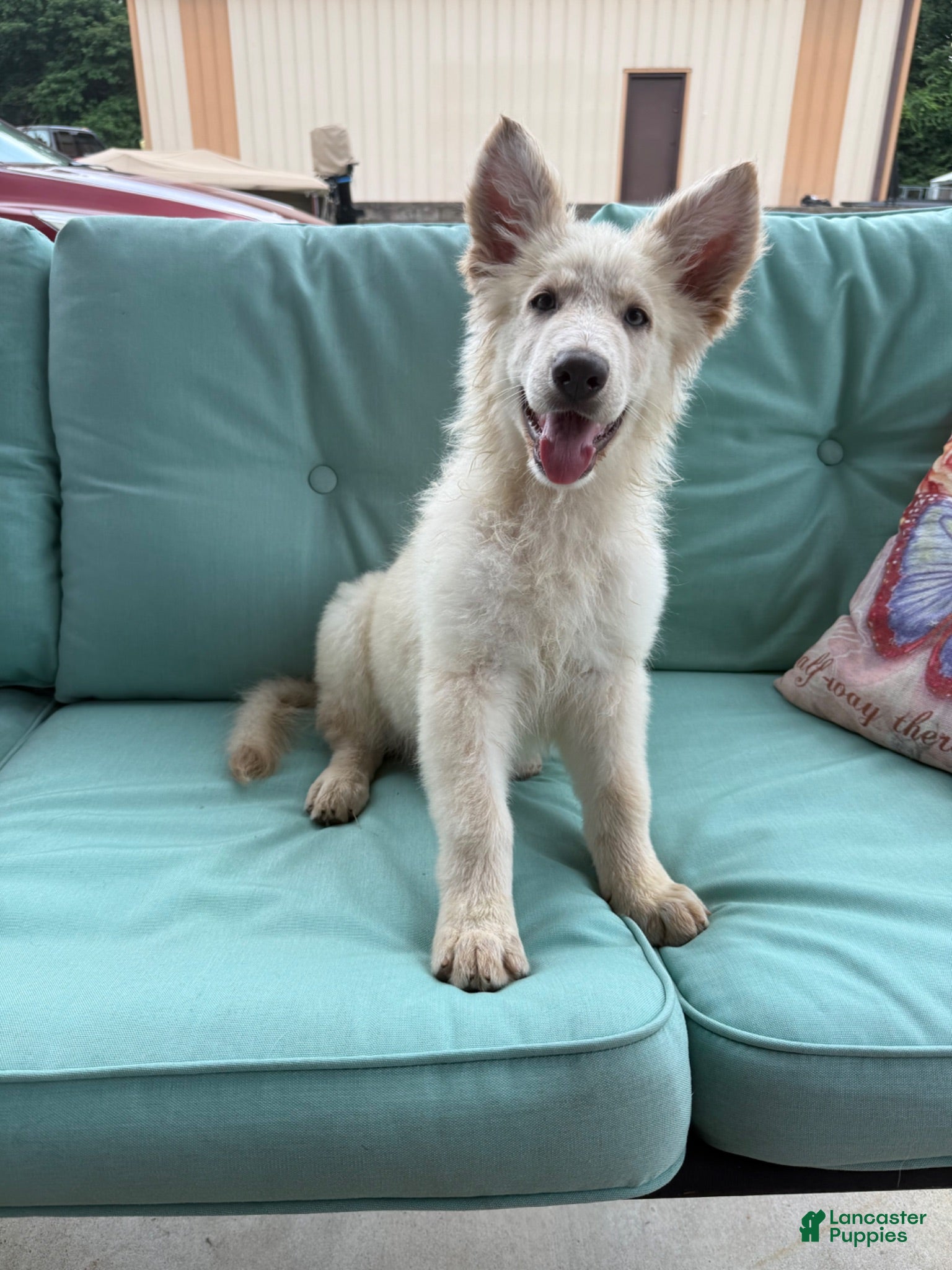 German Shepherd dogs German Shepherd 1 - Ad 1