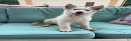 German Shepherd dogs for sale: German Shepherd 1 - Ad 4