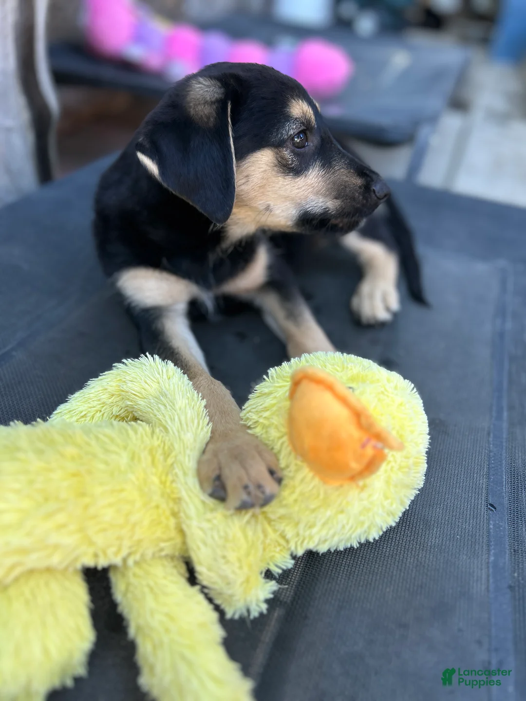 Mixed Breed dogs for sale: Alfa - Ad 2