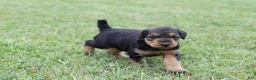 Airedale Terrier dogs for sale: AKC Taffy  - Ad 5