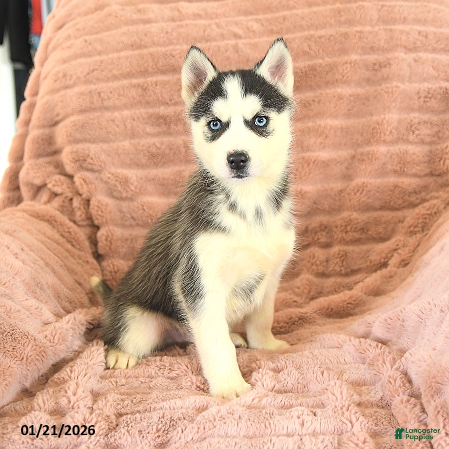 Siberian Husky dogs Ryder - Ad 10