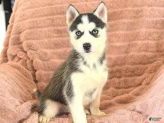 Siberian Husky dogs Ryder - Ad 19