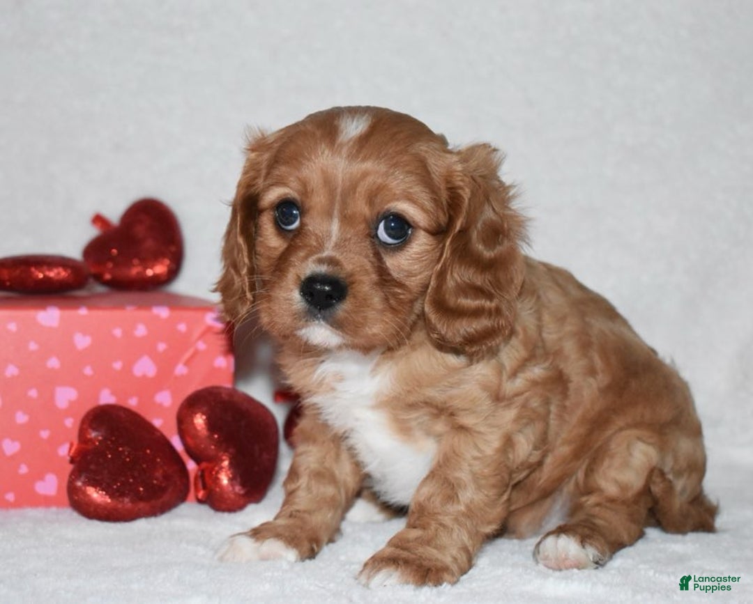 Cavalier King Charles Spaniel dogs for sale: Oona - Ad 13