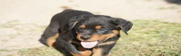 Rottweiler dogs for sale: Rottweiler litter of 5 puppies - Ad 22