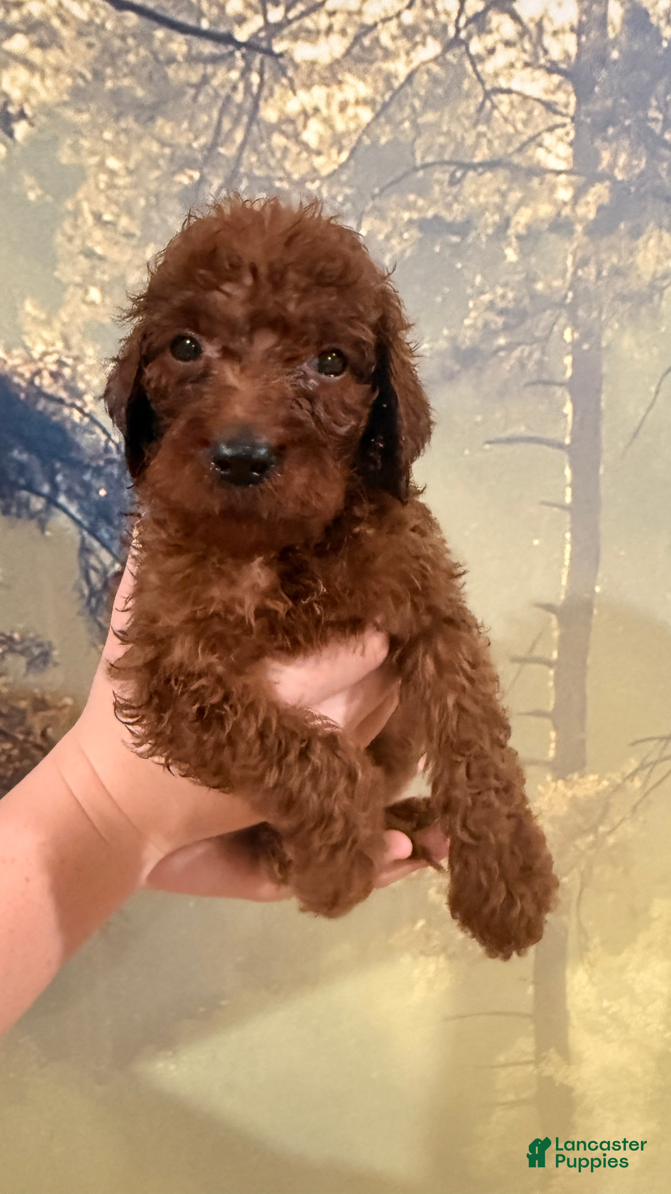 Goldendoodle dogs 🧡 Mr. Orange - Ad 1