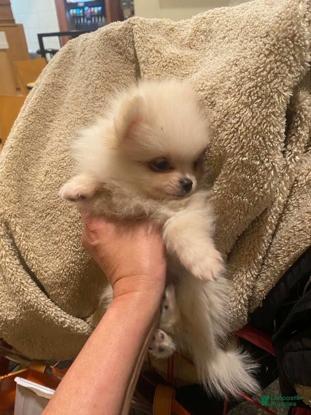 Pomeranian dogs for sale: Pomeranian Puppy 1 - Ad 11