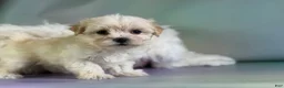 Morkie dogs for sale: Talia  - Ad 4