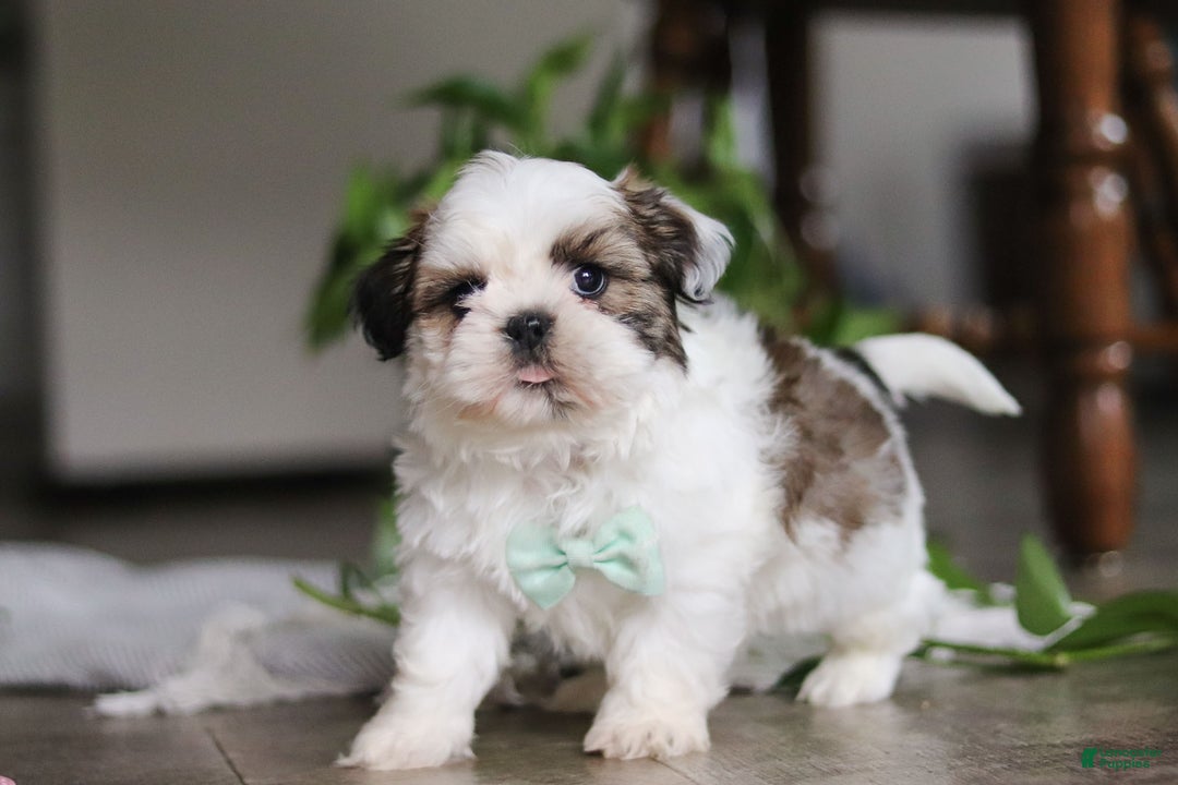 Shih Tzu dogs for sale: Logan - Ad 4