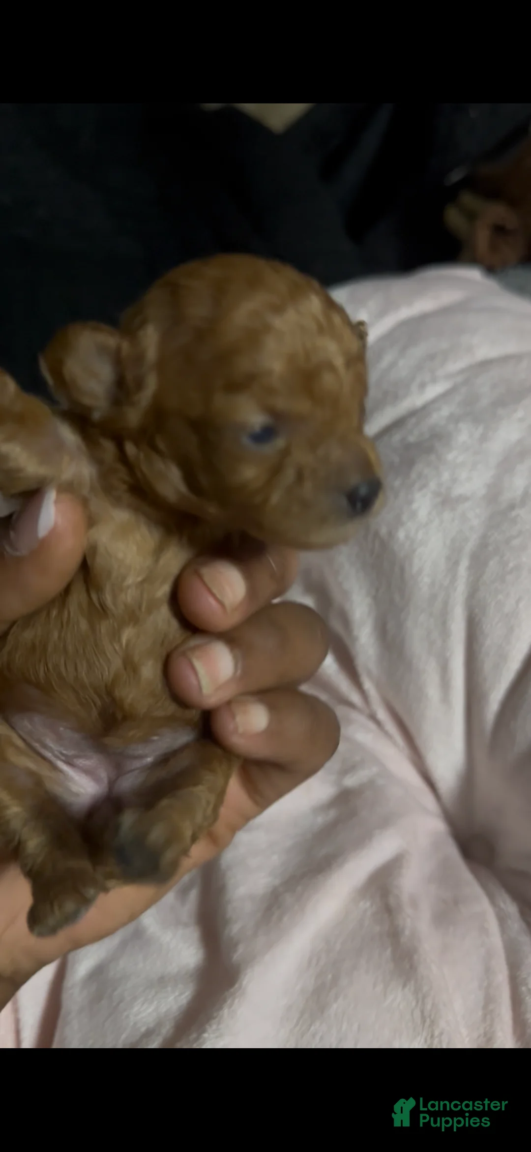 Toy Poodle dogs for sale: Acorn - Ad 2