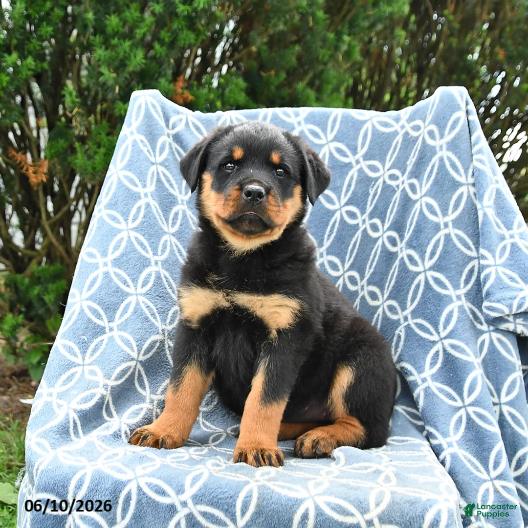 Rottweiler dogs for sale: Millie - Ad 3
