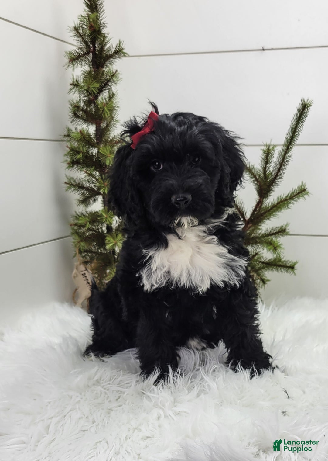 Portuguese Water Dog dogs for sale: Raven - Ad 1