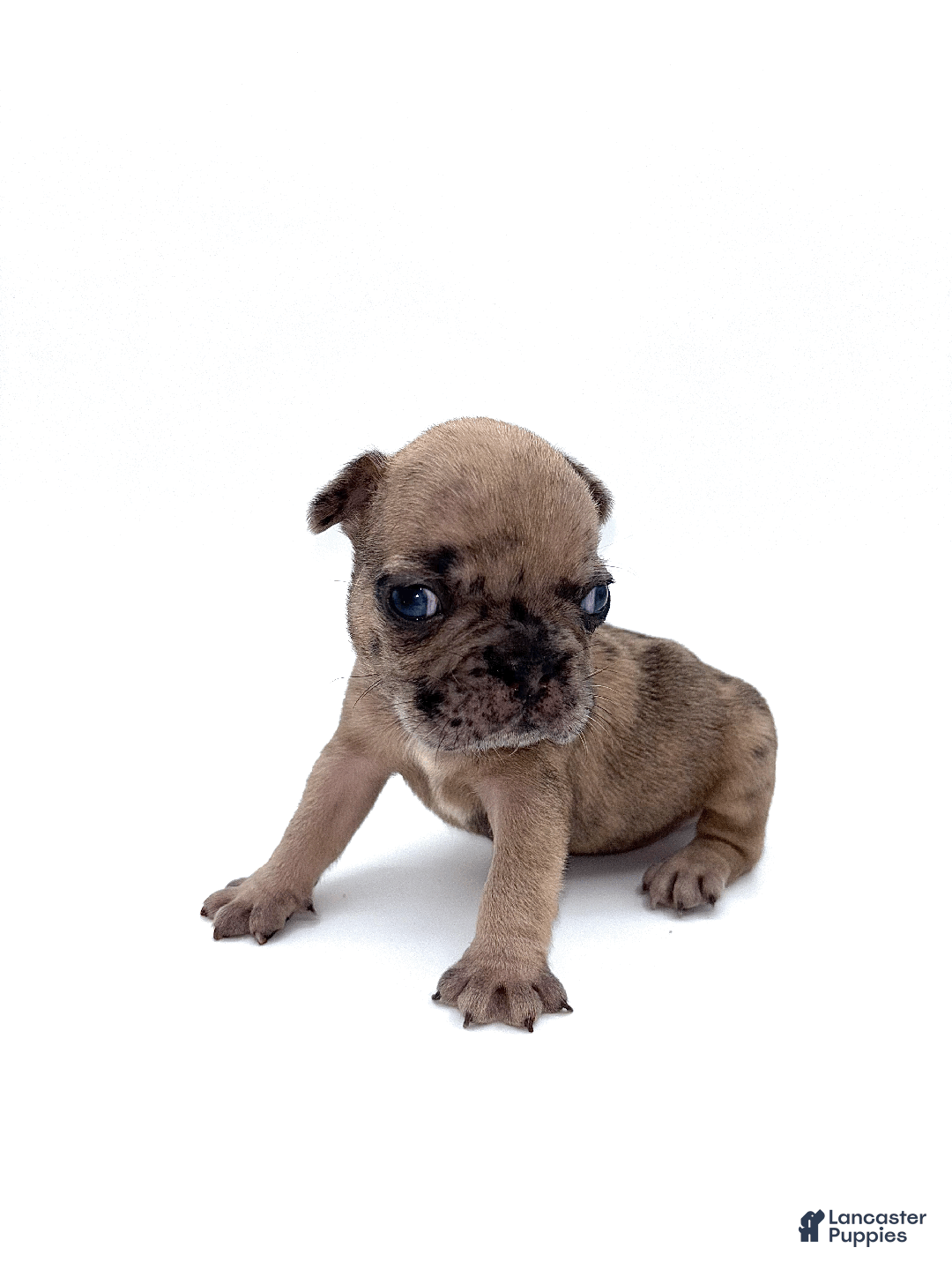 French Bulldog dogs for sale: French Bulldog Puppy 3 - Ad 3