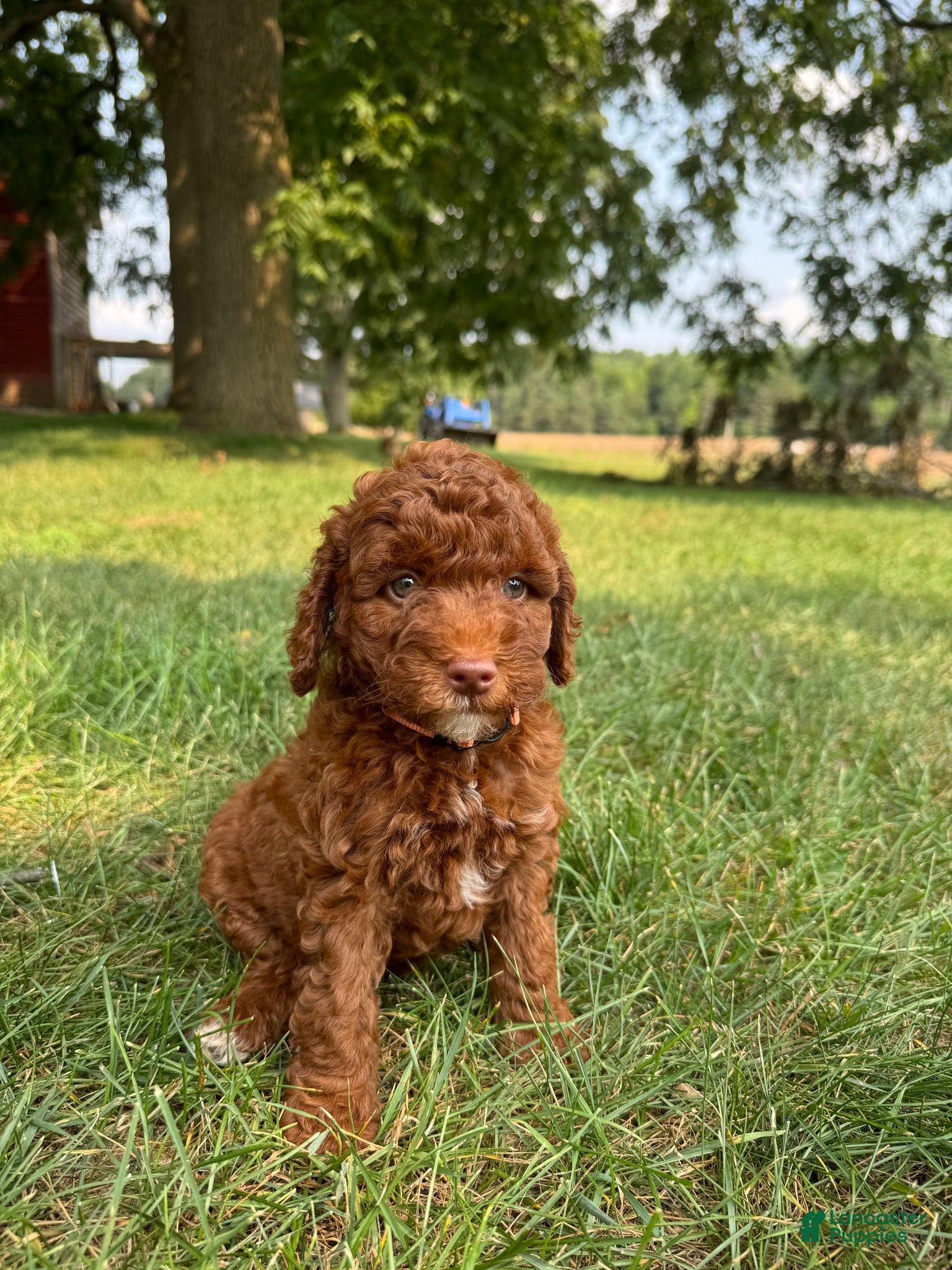Cockapoo dogs Sitka  - Ad 1