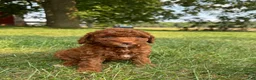 Cockapoo dogs for sale: Sitka  - Ad 1