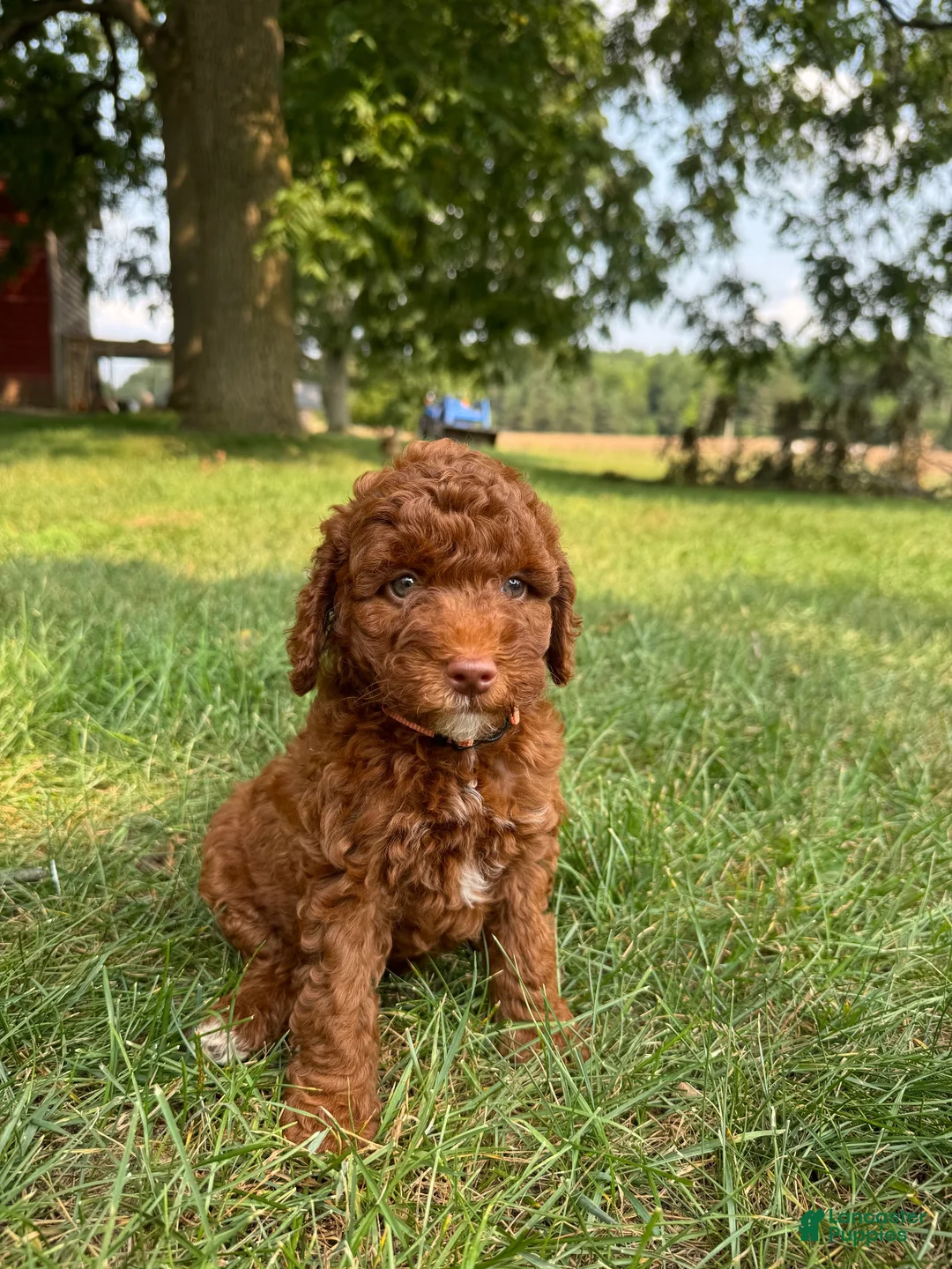 Cockapoo dogs for sale: Sitka  - Ad 1