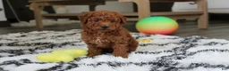 Bichpoo dogs for sale: Jonny - Ad 4