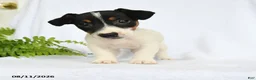 Jack Russell Terrier dogs for sale: Franklin - Ad 3