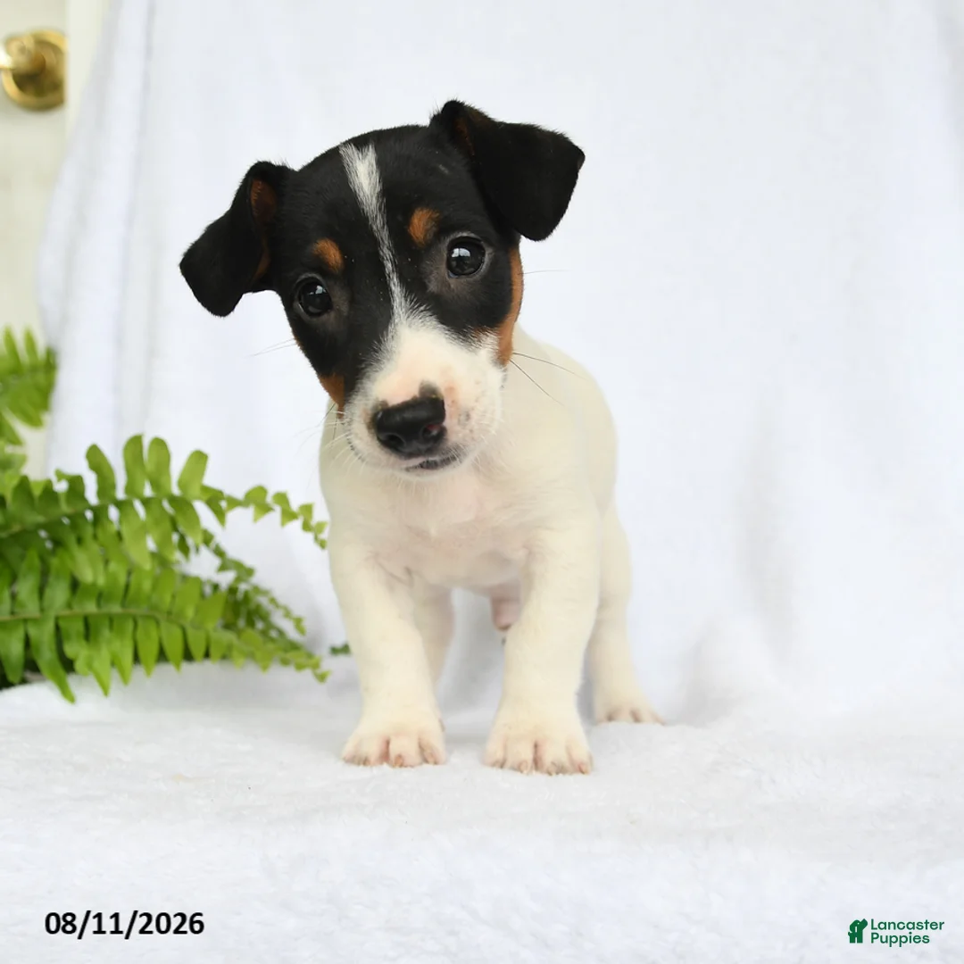 Jack Russell Terrier dogs for sale: Franklin - Ad 3
