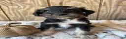 Miniature Schnauzer dogs for sale: Monty - Ad 3