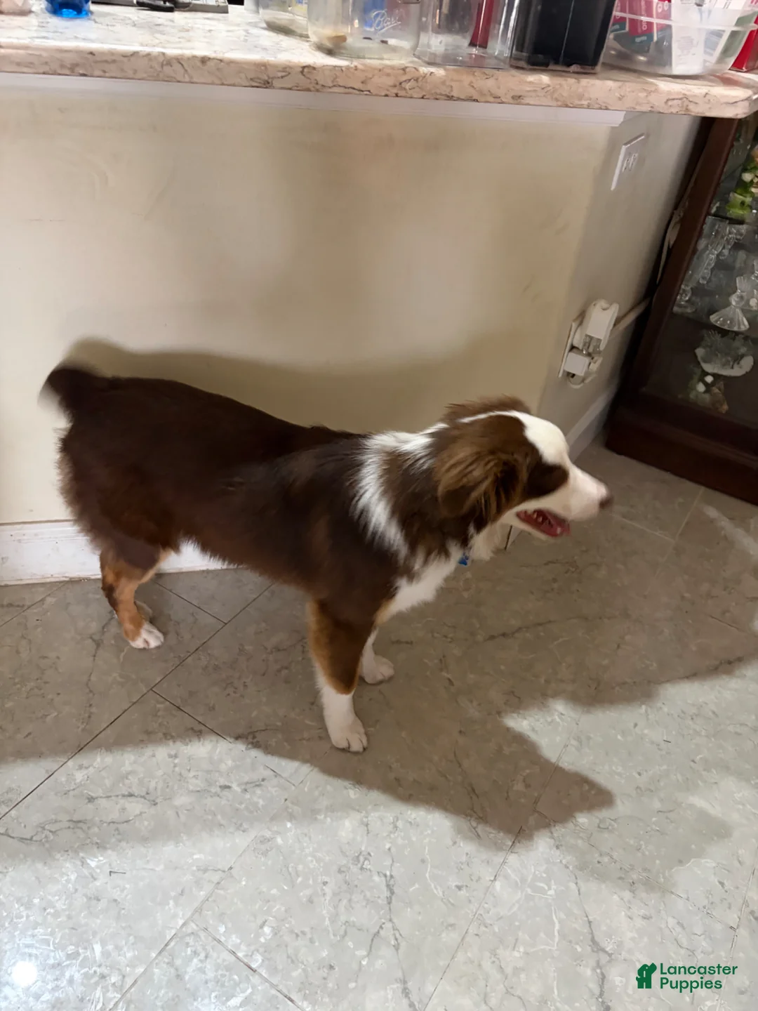 Australian Shepherd dogs for sale: Australian Shepherd Puppy 1 - Ad 2