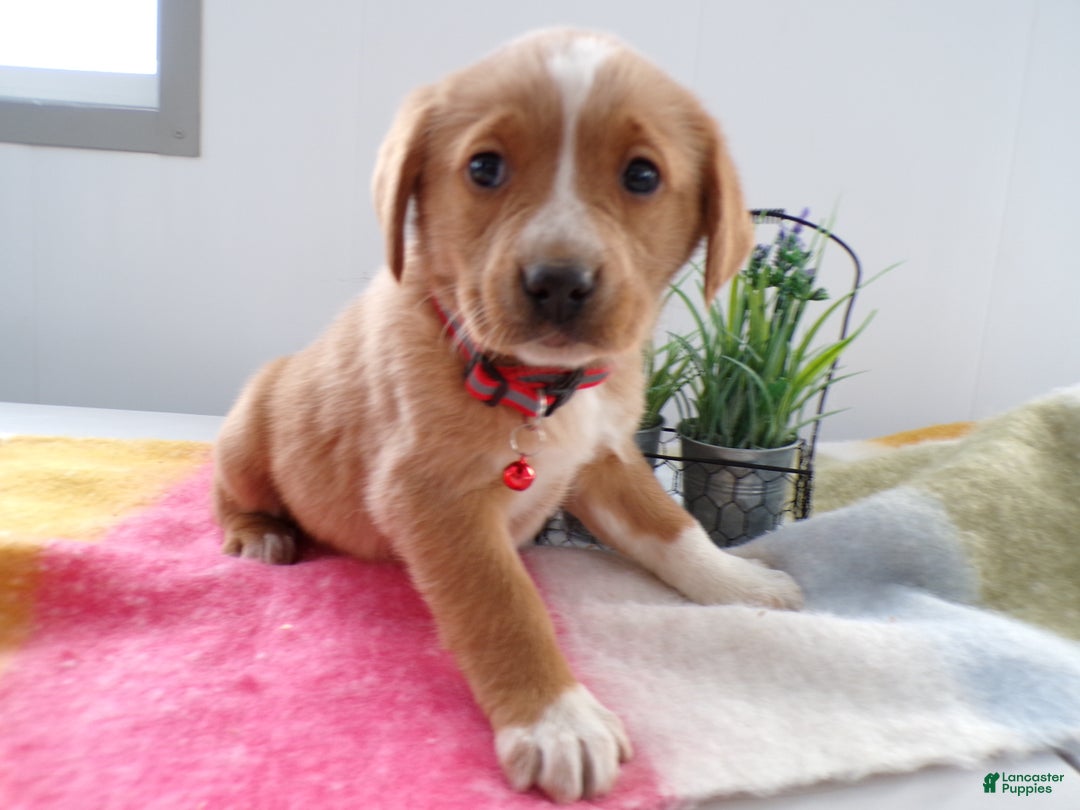 Goldador dogs for sale: Goldador Puppy 1 Milly - Ad 2