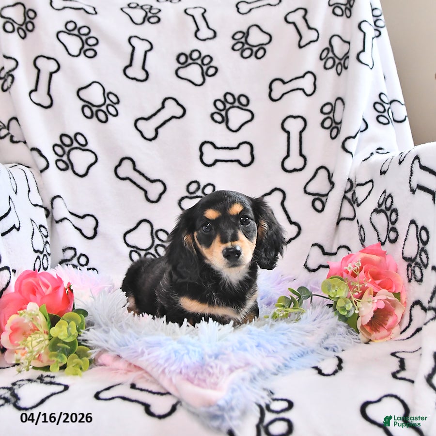 Miniature Dachshund dogs Kelsa - Ad 2