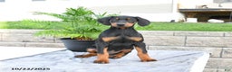 Doberman Pinscher dogs for sale: Flora   - Ad 6