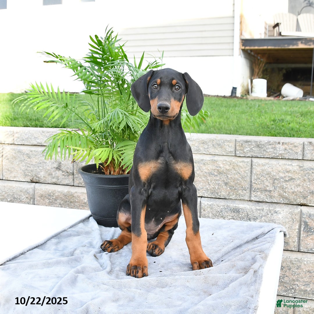 Doberman Pinscher dogs for sale: Flora   - Ad 6