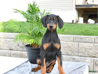 Doberman Pinscher dogs - Ad 23
