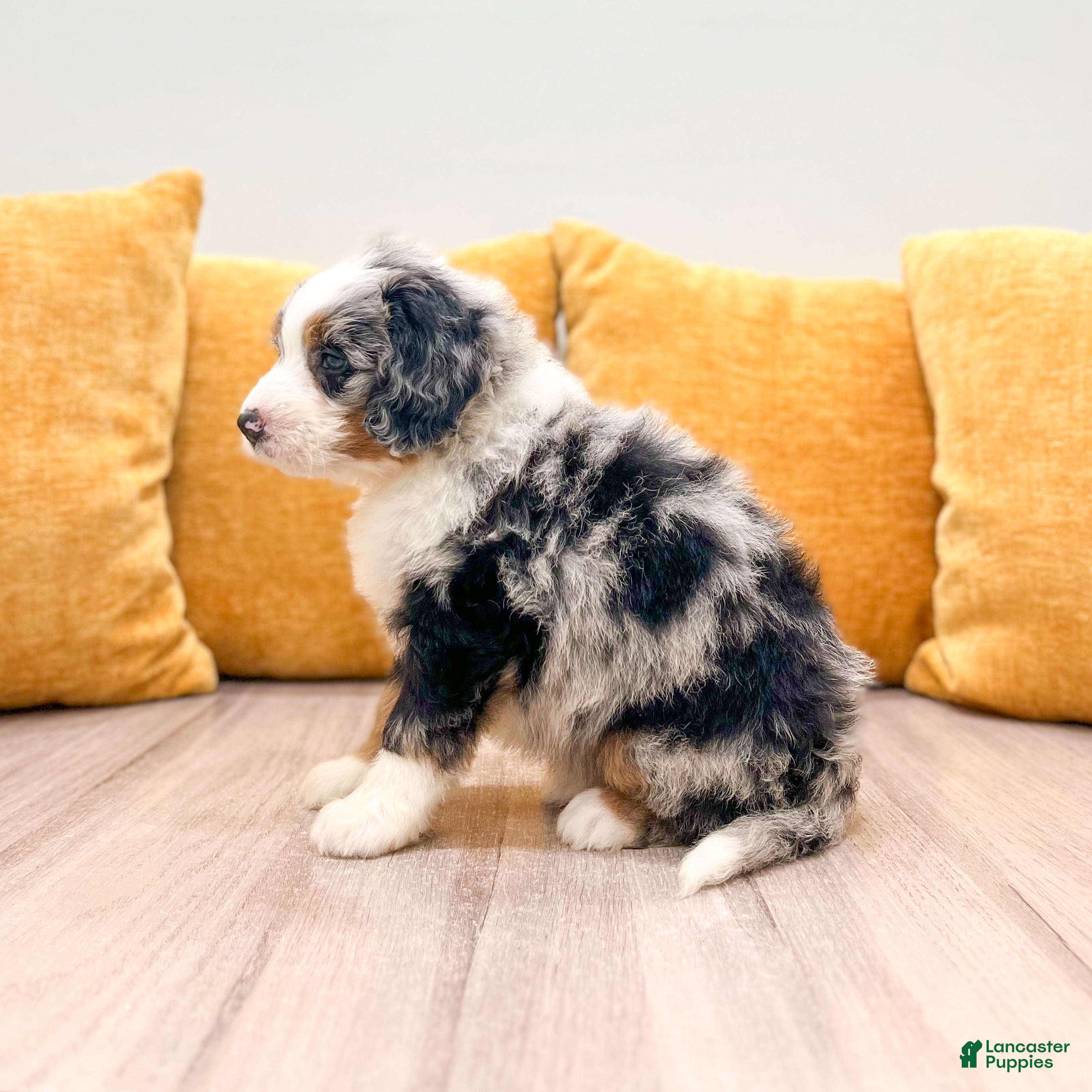 Mini Bernedoodle dogs Hazel - Ad 2
