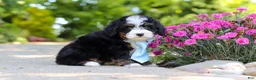 Mini Bernedoodle dogs for sale: Waylon - Ad 7