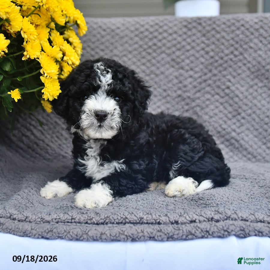 Mini Aussiedoodle dogs Ali   - Ad 2
