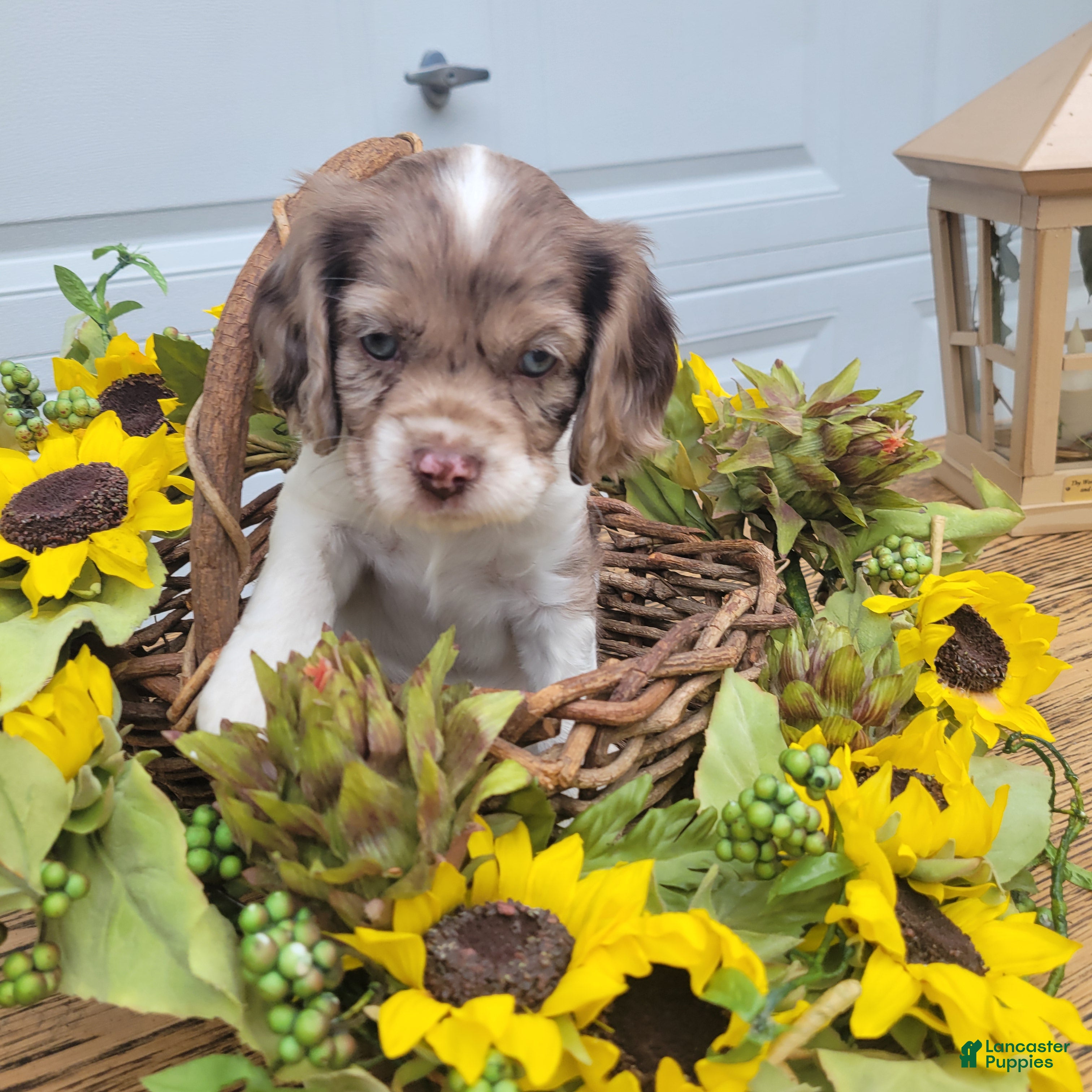 Mixed Breed dogs Rosie - Ad 1