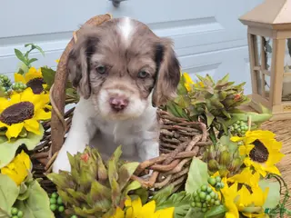 Mixed Breed dogs for sale: Rosie - Ad 2