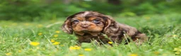 Cocker Spaniel dogs for sale: Blair - Ad 6