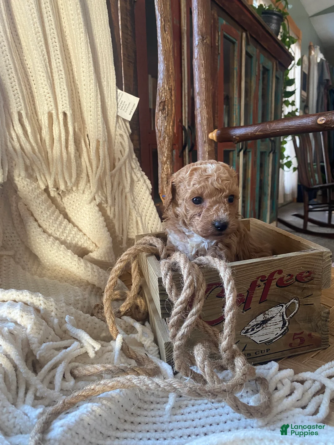 Toy Poodle dogs for sale: SWEET ROWAN - Ad 6