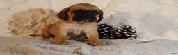 Puggle dogs for sale: Turner - Ad 3