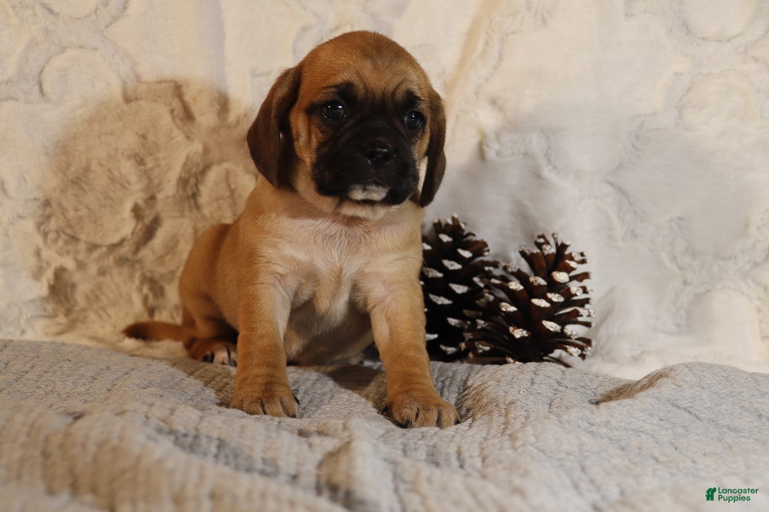 Puggle dogs for sale: Turner - Ad 3