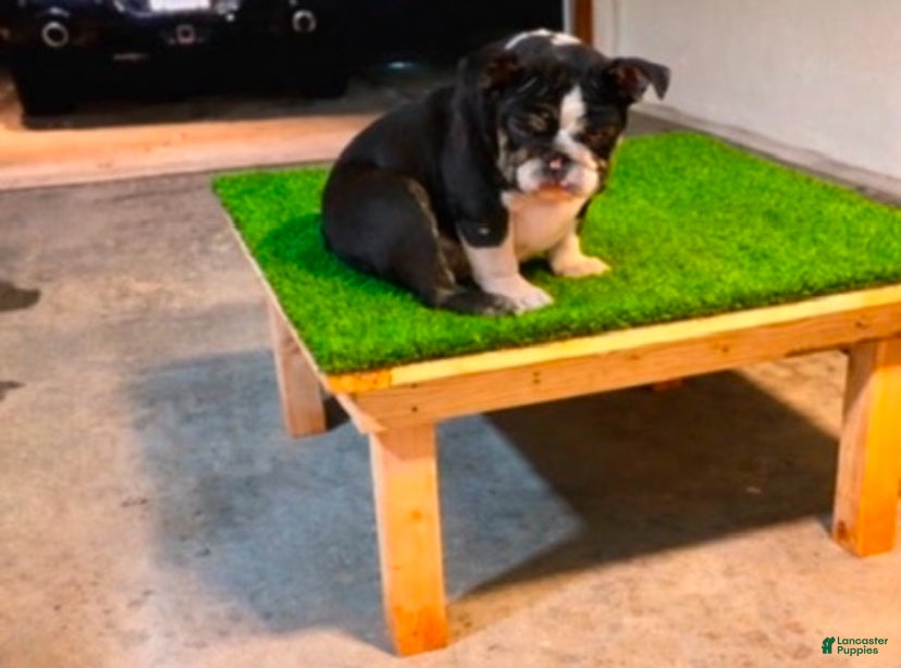 English Bulldog dogs English Bulldog Puppy 1 - Ad 4