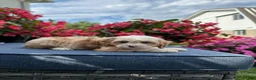 Cavapoo dogs for sale: Nola - Ad 4