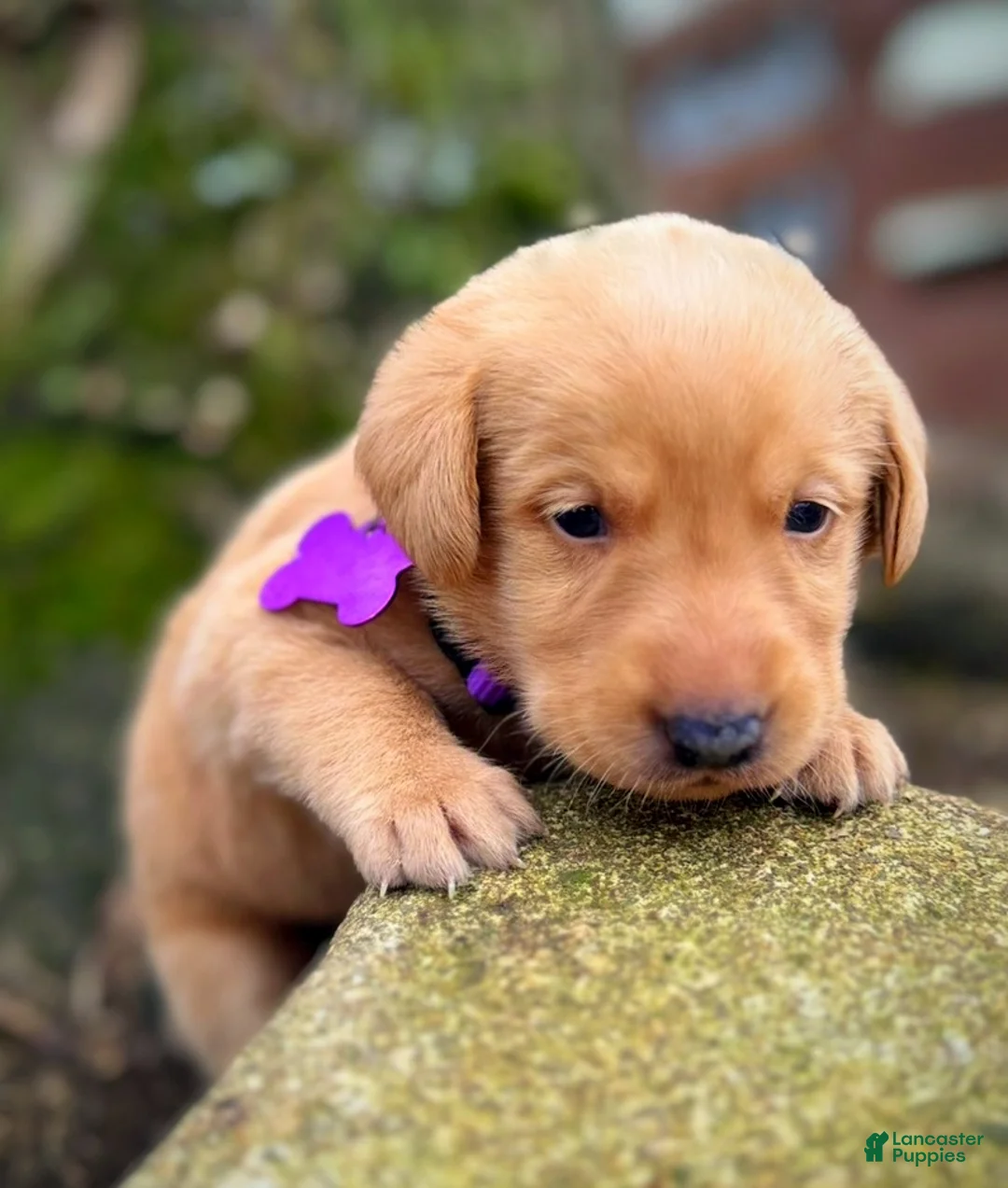 Labrador Retriever dogs for sale: Labrador Retriever Puppy 1 - Ad 15