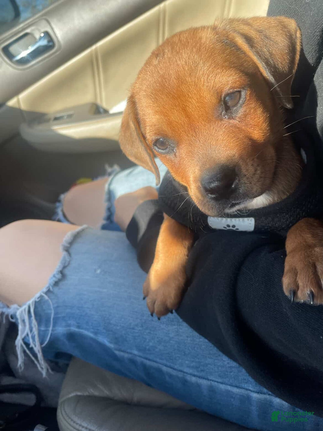 Mixed Breed dogs for sale: Mixed Breed Puppy 1 - Ad 2