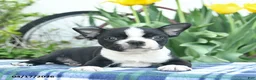 Boston Terrier dogs for sale: Vadar  - Ad 4