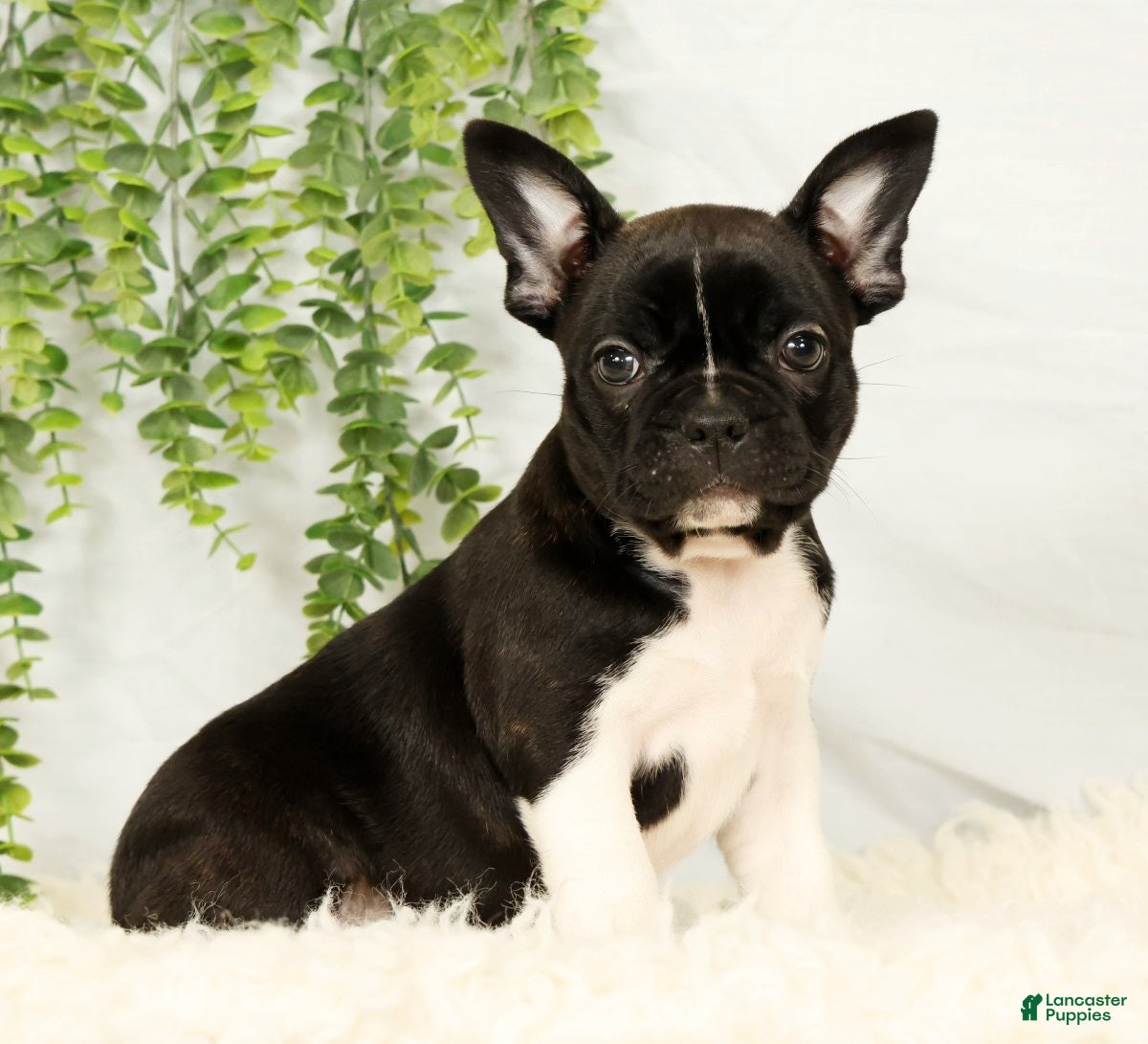 Frenchton dogs Maggie - Ad 1