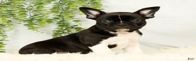 Maggie