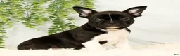 Frenchton dogs for sale: Maggie - Ad 1