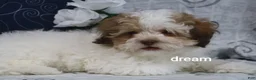 Shihpoo dogs for sale: Clay - Ad 2