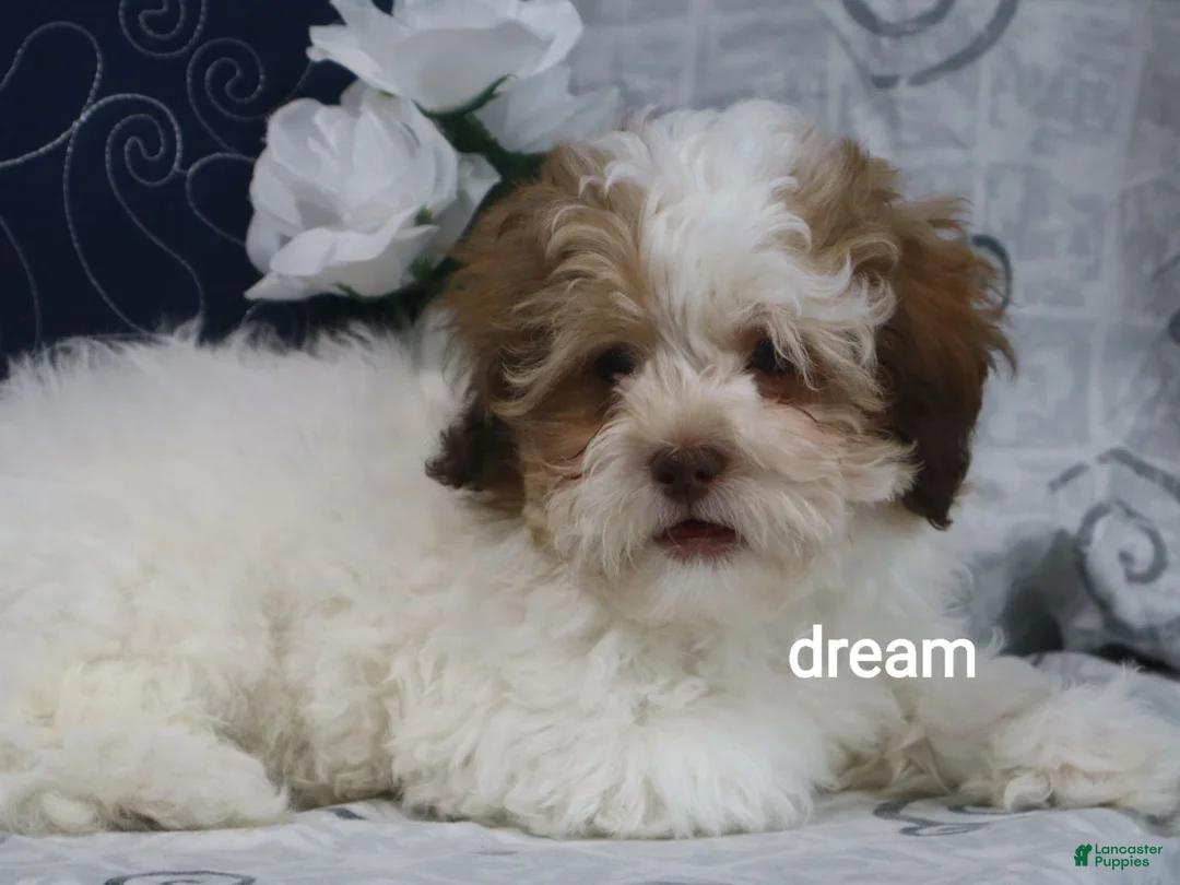 Shihpoo dogs for sale: Clay - Ad 2