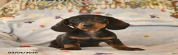 Dachshund dogs for sale: Bingo  - Ad 3